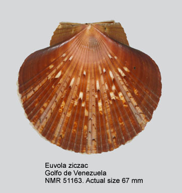 Euvola ziczac.jpg - Euvola ziczac(Linnaeus,1758)